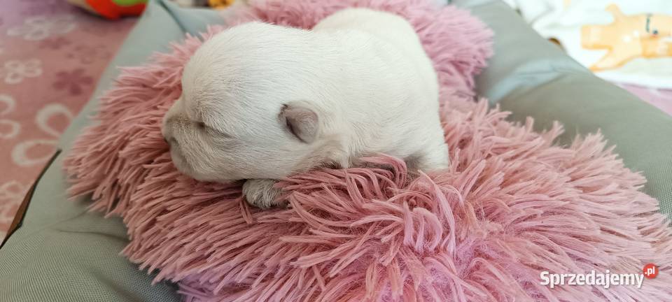 West Highland White Terrier ZKwP