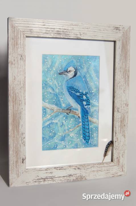Blue Jay modrosójka błękitna ptak zima akwarela Lublin
