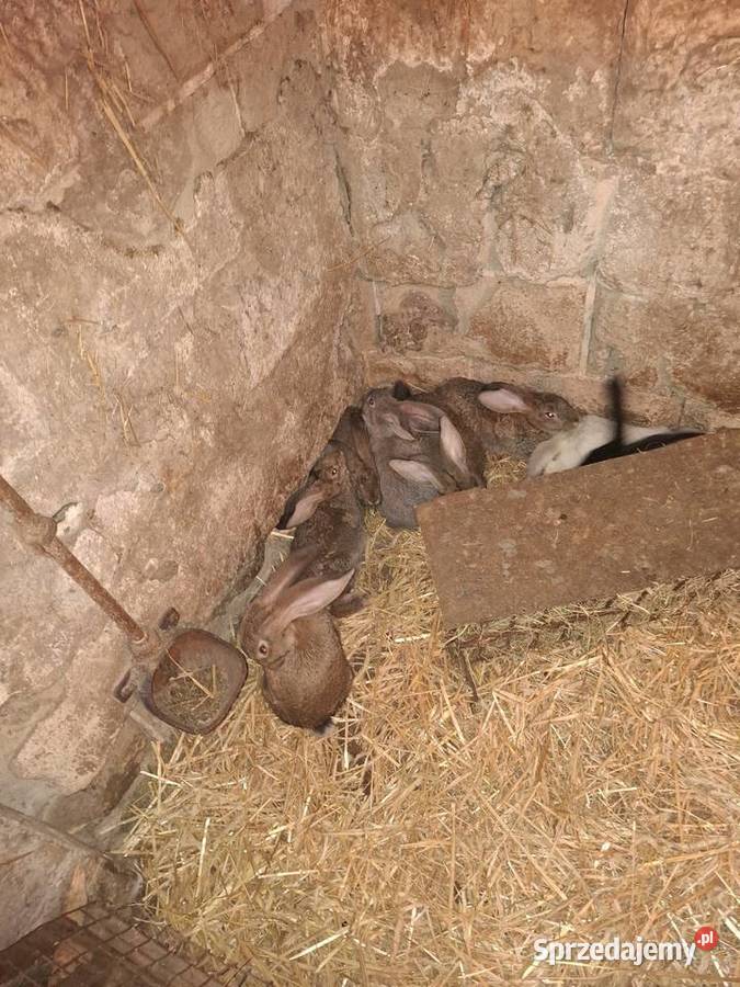 Króliki Belgi Wieluń sprzedam