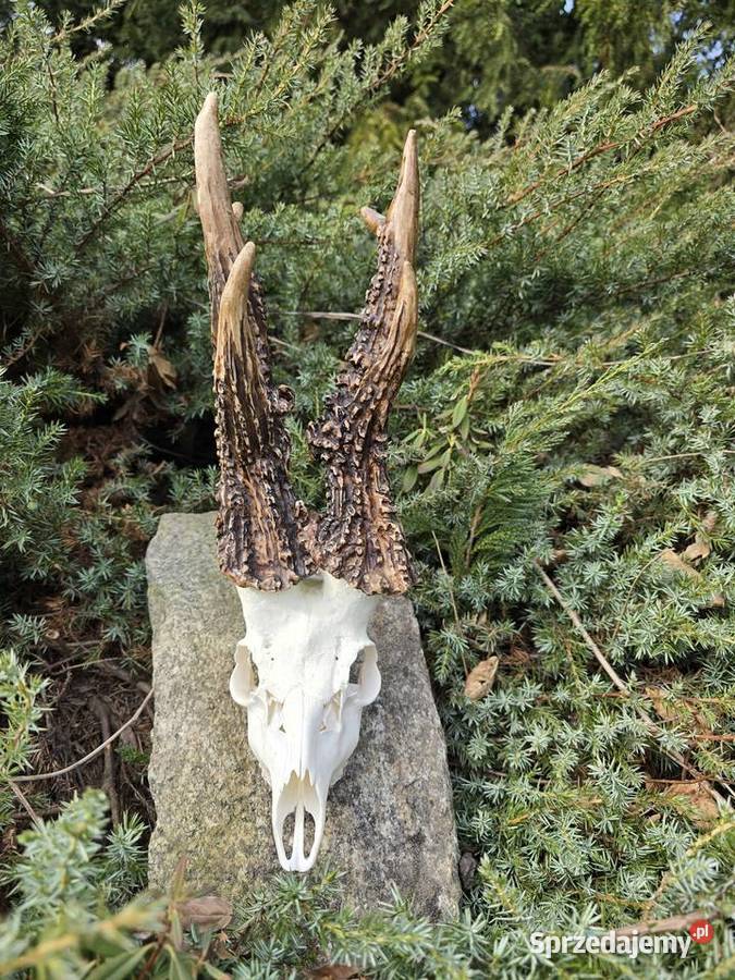 AKTUALNY VCE- REKORD  ŚWIATA 2006r DORSET CIC 273,73