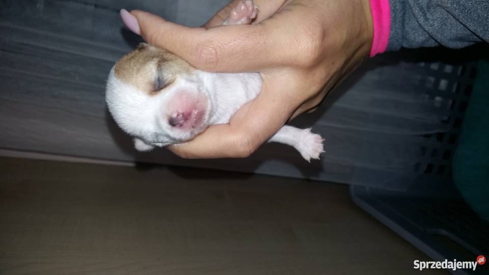 Chihuahua mikro pieski chłopcy Zwierzęta Świeszyno sprzedam