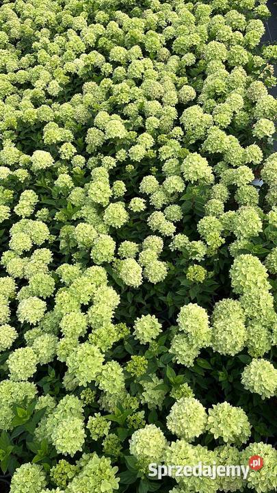 Hortensja bukietowa różne odmiany transport i Warszawa