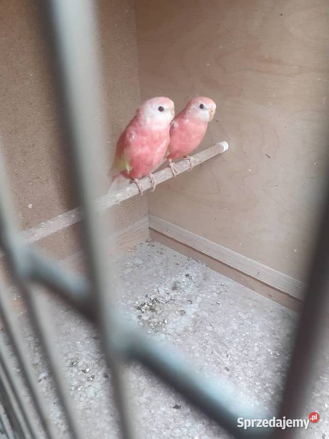 Łąkówki wspaniałe I lilianki Kalisz