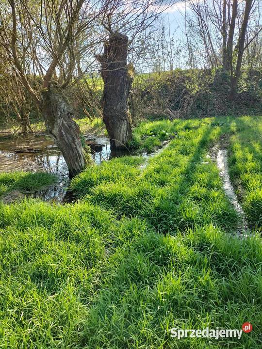 30ar Kościejów gm Racławice