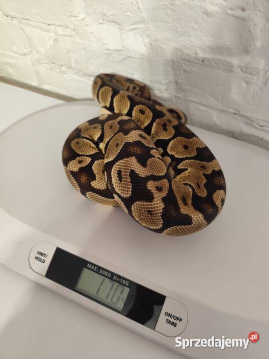 Pytony Królewskie dorosła para Pruszków