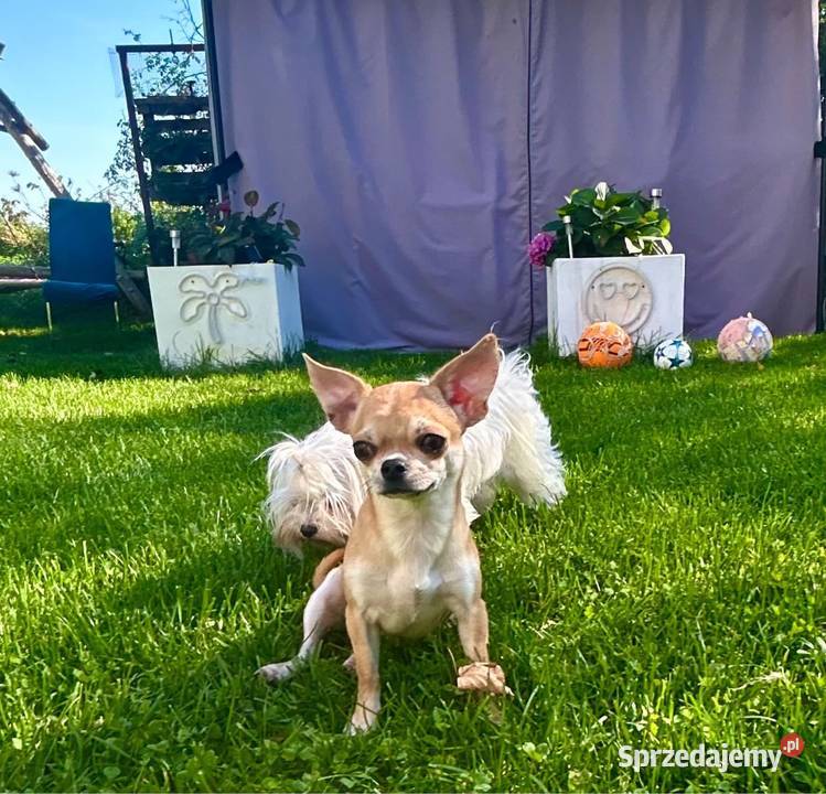 Chihuahua suczka ZKwP Raczyce