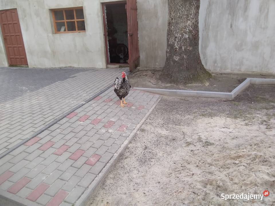 Koguty Wyandolle srebrnouskie Zwierzęta Toruń