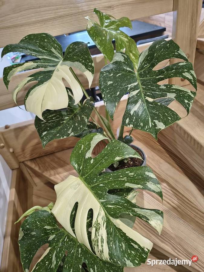 Monstera Variegata piękne 60