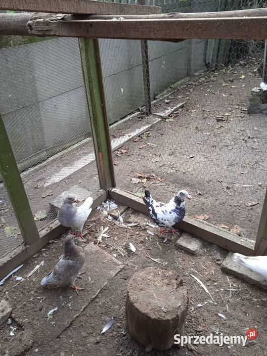 Kingi całość sprzedam łódzkie Pajęczno