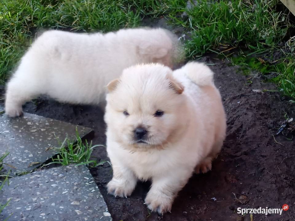 Chów chow szczeniaki Jasienica Dolna sprzedam