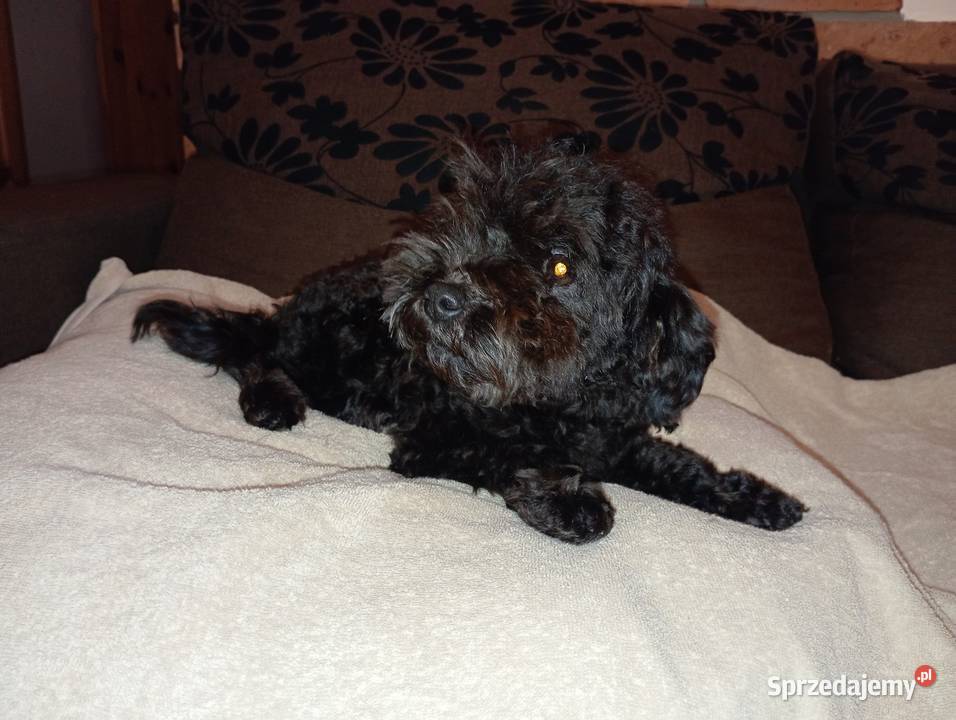 Hawana sunia rasy Rosyjska Bolonka Kolorowa Radliniec