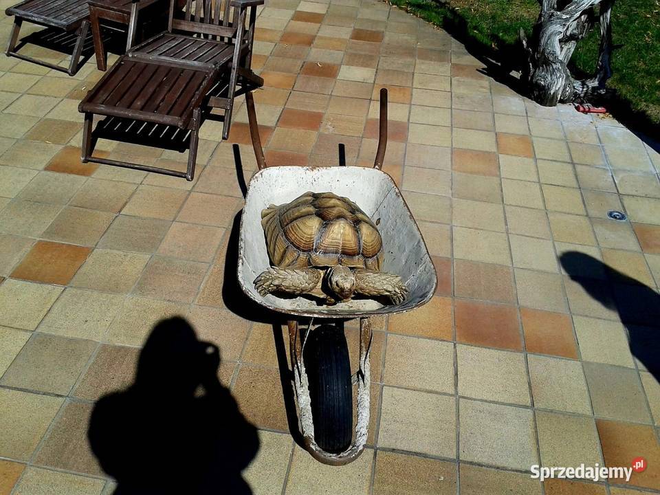 Duże Żółwie pustynne Gady i płazy śląskie Katowice