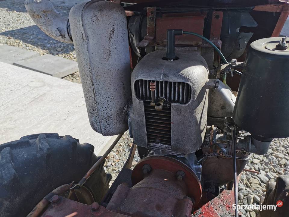 DZIK 21 Połom Duży