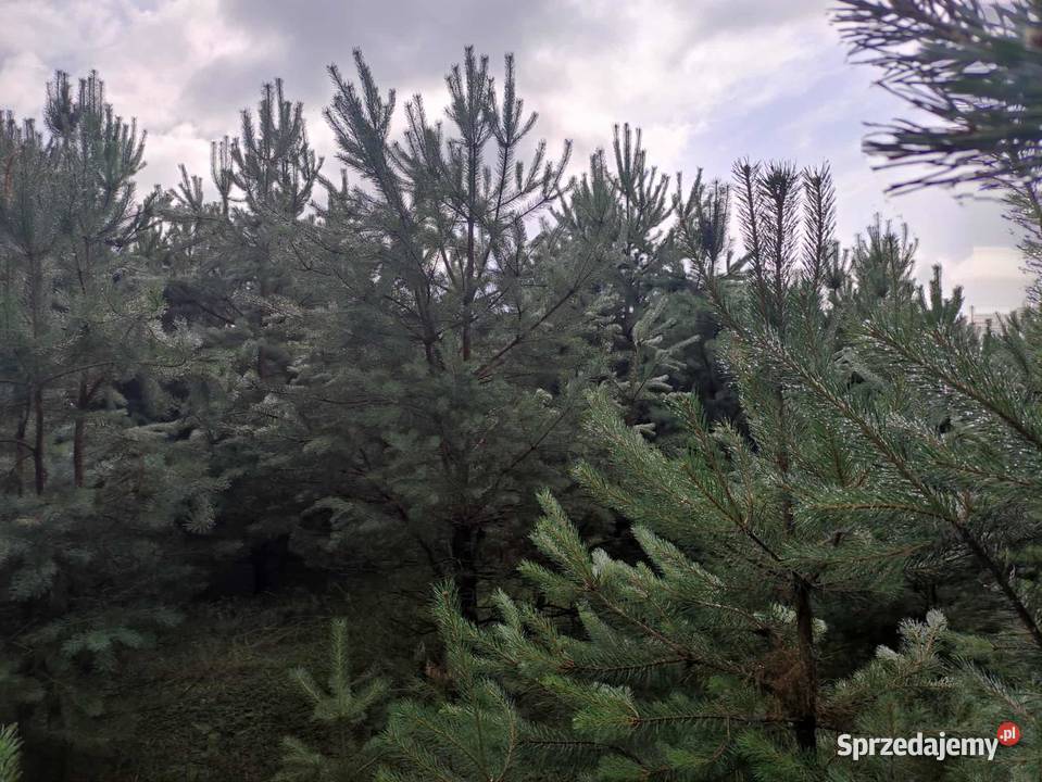 Działka rolnobudowlana Jacentów gm Radoszyce