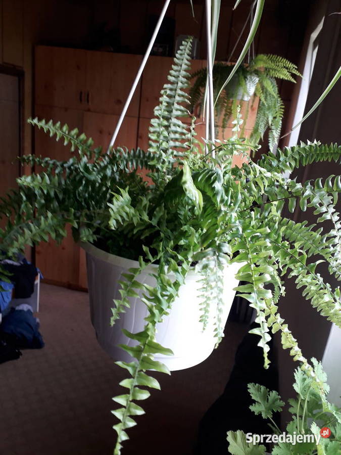 Paprotka kwiat doniczkowy Skoczów