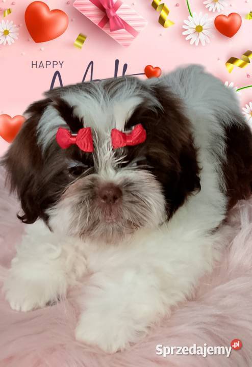 Ostatnia suczka rasy ShihTzu szuka domku opolskie Namysłów sprzedam