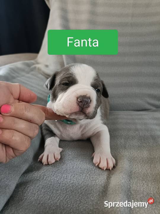 Szczenięta American staffordshire terrier Amstaff Wyszków