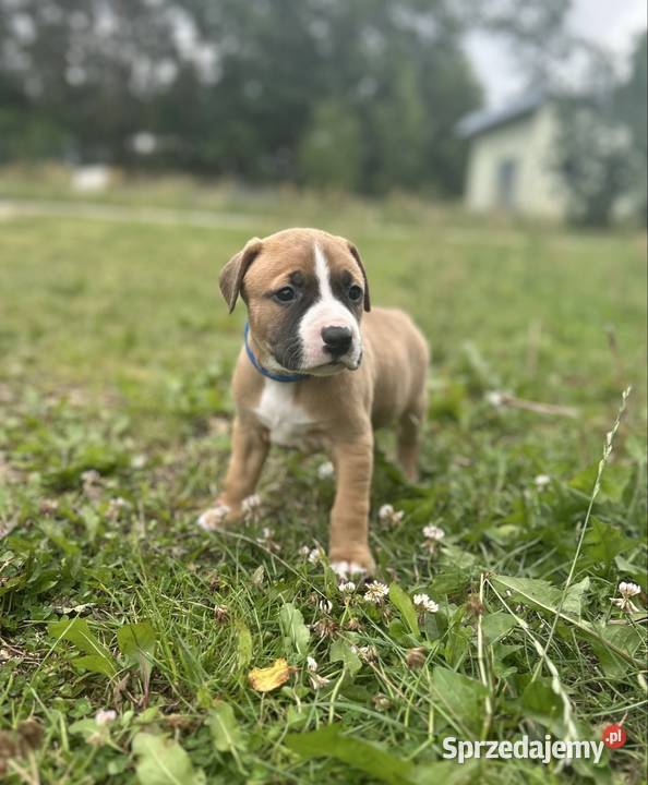 American Pit Bull Terrier piesek Sobków