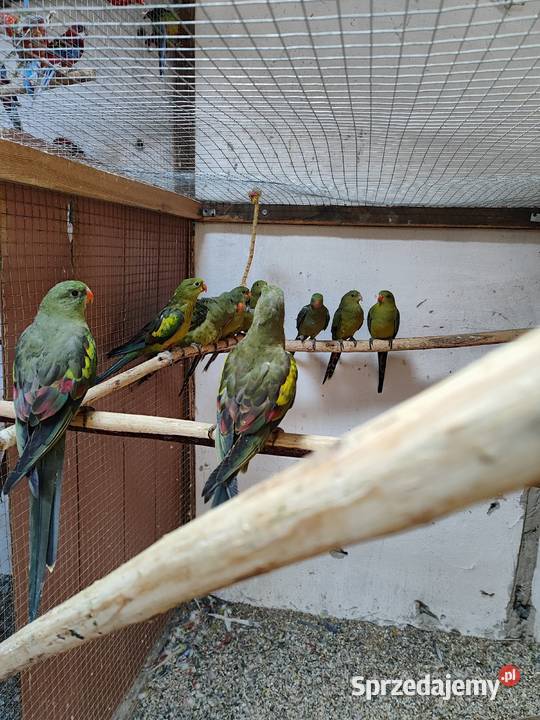 Papugi górskie bergi czerwonoszkrzydle małopolskie Bochnia
