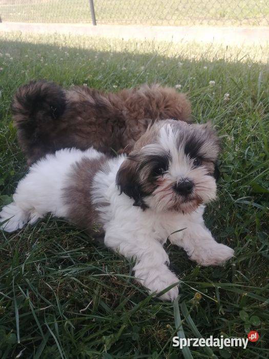 Szczeniaki shihtzu gotowe do odbioru Jodłówka-Wałki