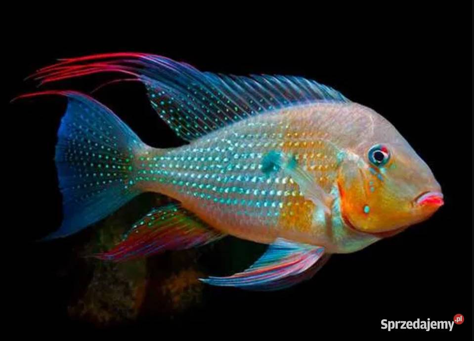 Kopik Heckela F1 Acarichthys Ziemiojad WYSYŁAMY Gdańsk