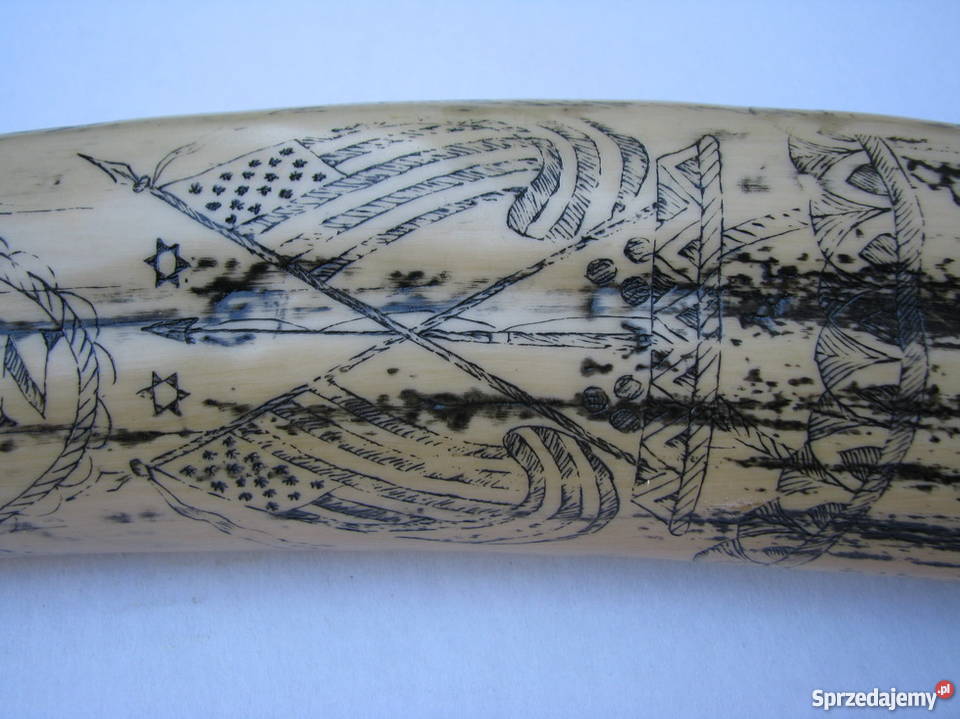 RÓG KIEŁ MORSA TROFEUM RZEŹBIONY Kraków