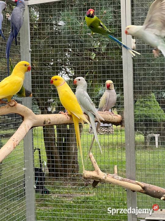 Para lęgowa Aleksandretty