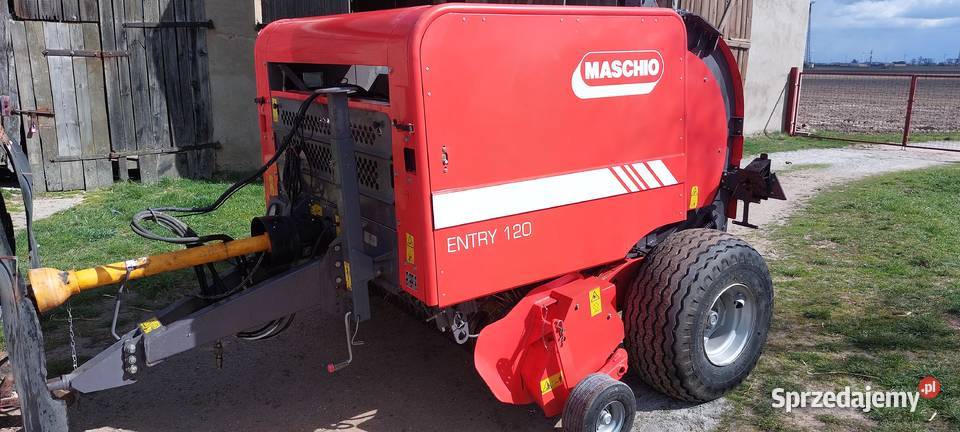 Sprzedam prase Maschio Margonin