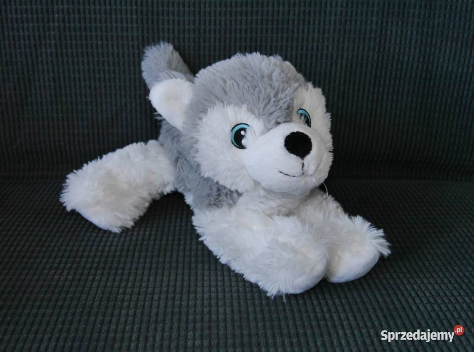 Maskotka piesek husky nowy Wrocław