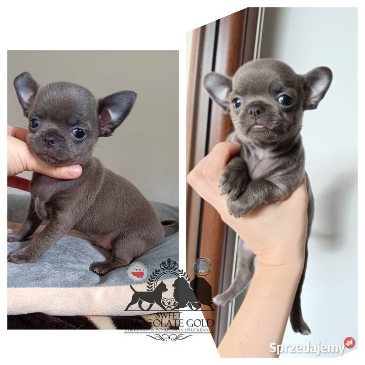 Chihuahua piesek krótkowłosy niebieski unikat Bełchatów sprzedam