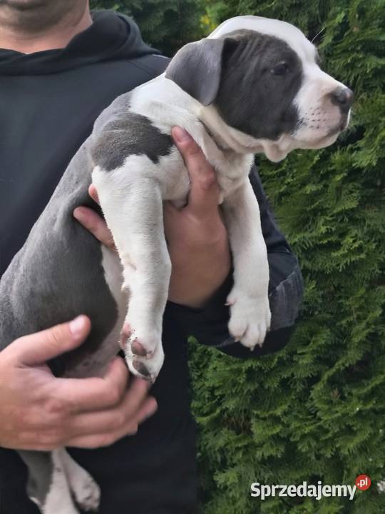 American Bully ABKC standard pies suka mazowieckie Warszawa