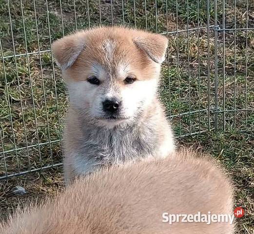 Akita inu czerwone i białe Radzyń Podlaski