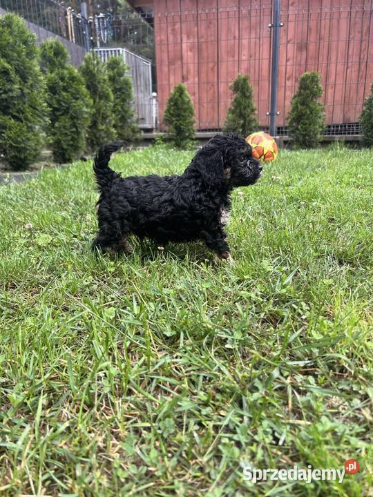 Cavapoo Bukowno sprzedam