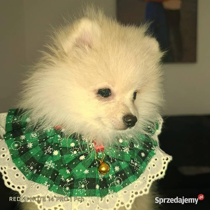 Szpic miniaturowy Przepiękny maluchr Warszawa