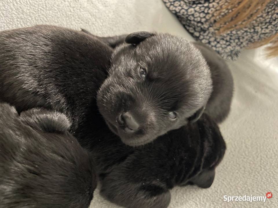 Szczeniak Labrador Retriever Gostyń