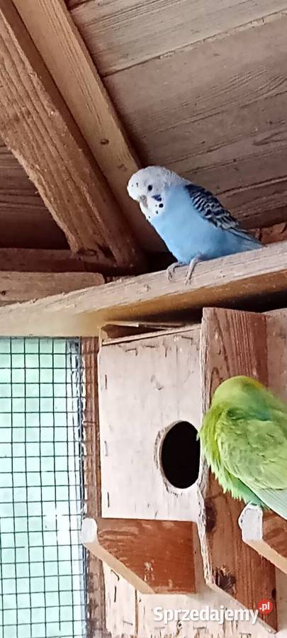 Papugi faliste Ptaki Sasinowo