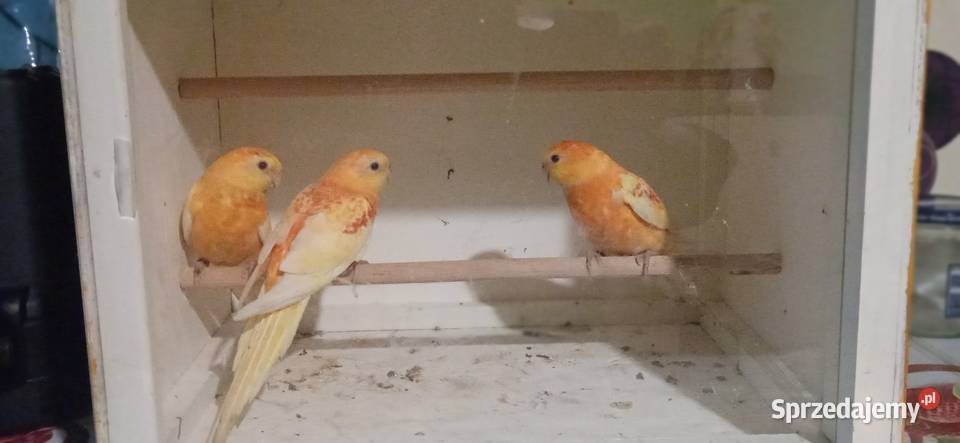 Świergotki oranż rubino Ptaki