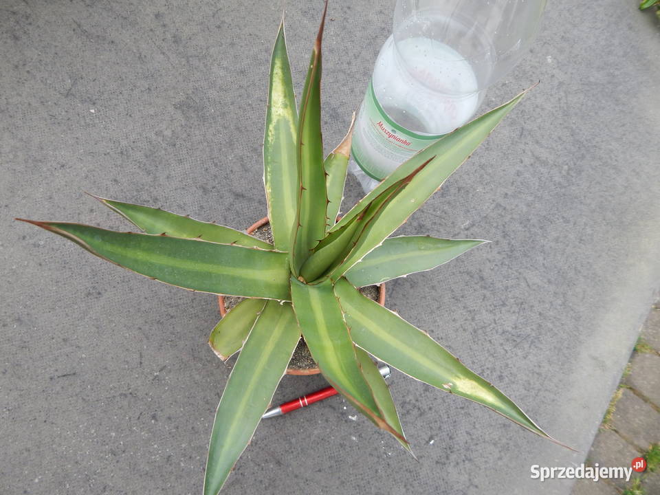 Agawa czerwieniejąca w Meksyku agave kerchovei Kraków sprzedam