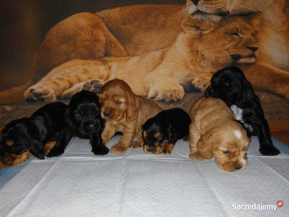 Śliczne Szczenięta Cocker Spaniel Angielski Sieradz