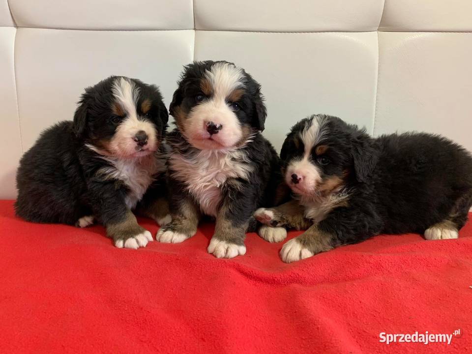 Berneński Pies Pasterski mazowieckie Ciechanów