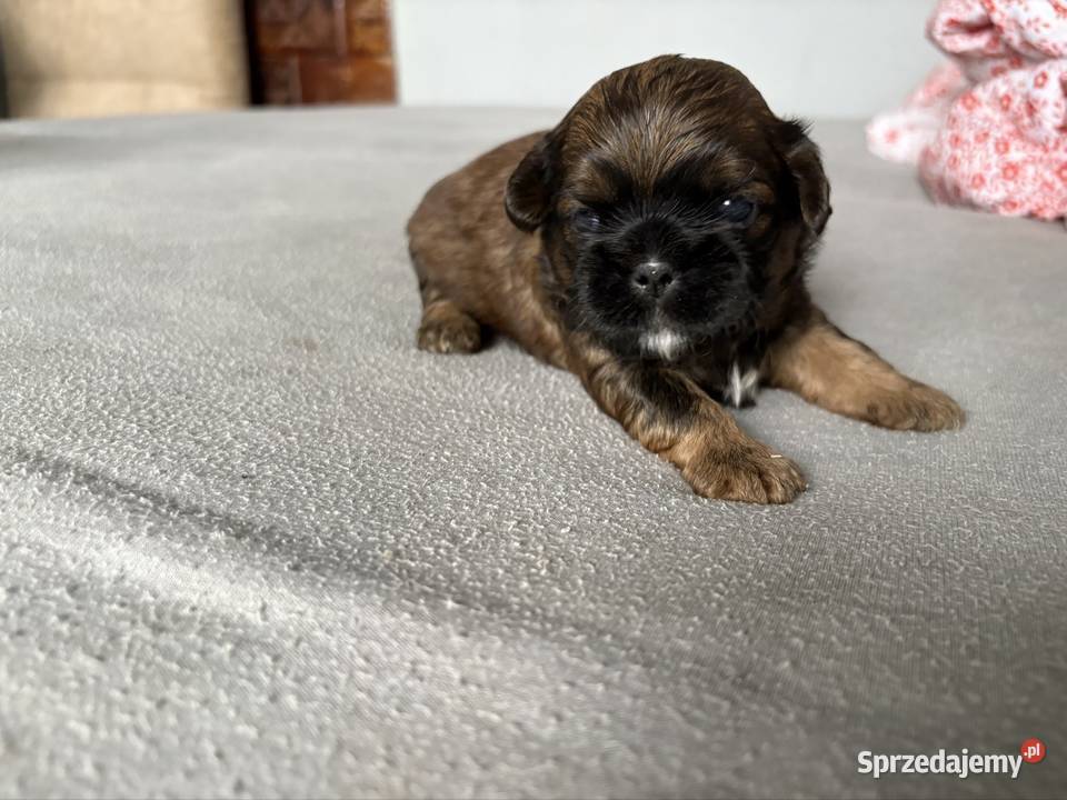 Suczka shih tzu Ciechanów
