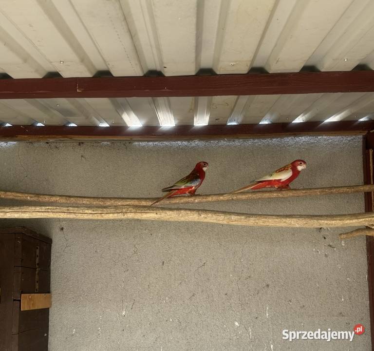 Rozella rozelle rozela rozele Solec-Zdrój sprzedam