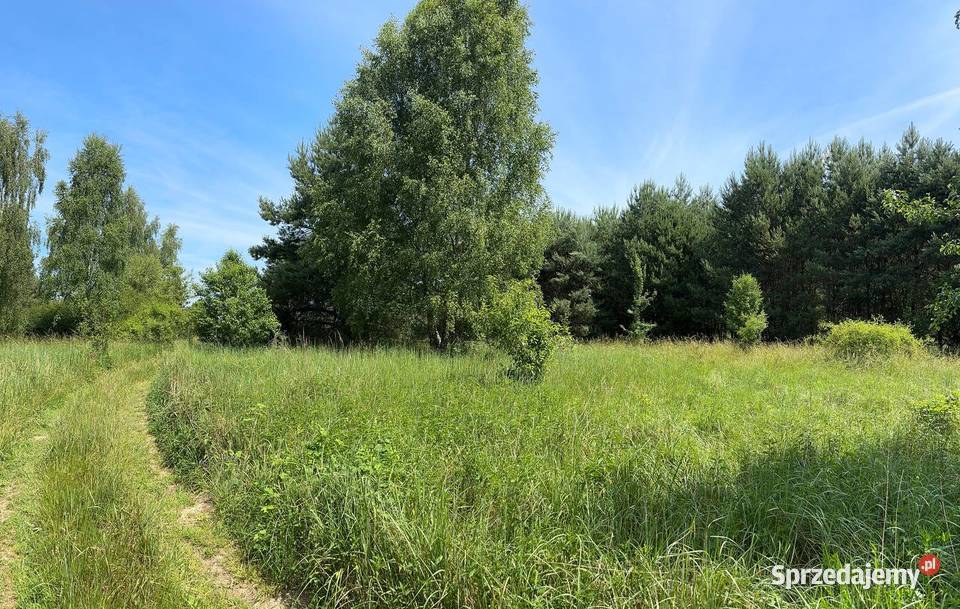 Działka w otulinie lasu 14zł/m2 Trzebule