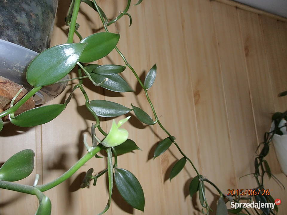 Sadzonka wanilii w doniczce storczyk Szczawin