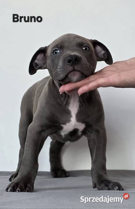 American Bully XL Wejherowo sprzedam