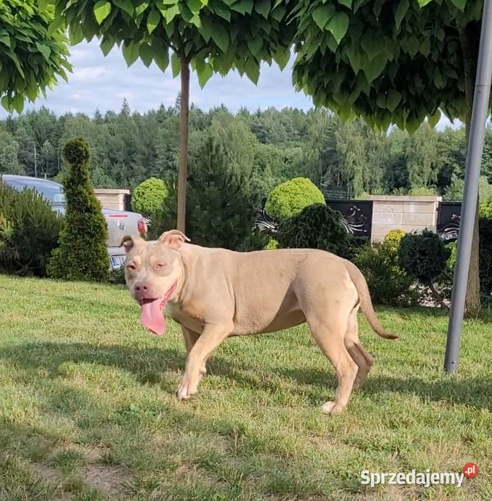 American bully Abkc piękne szczenięta Kraśnik sprzedam