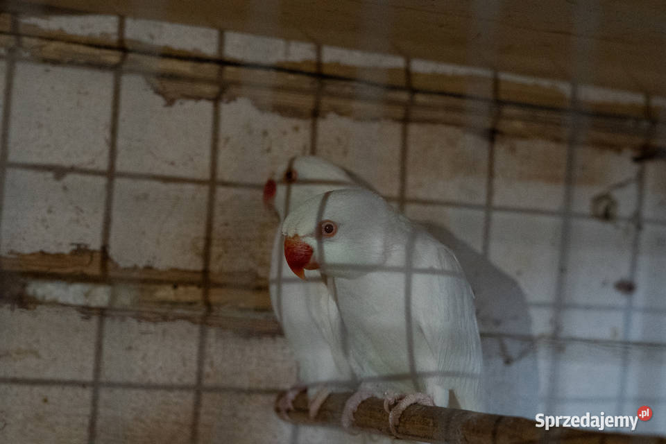 Aleksandretty Albinosy