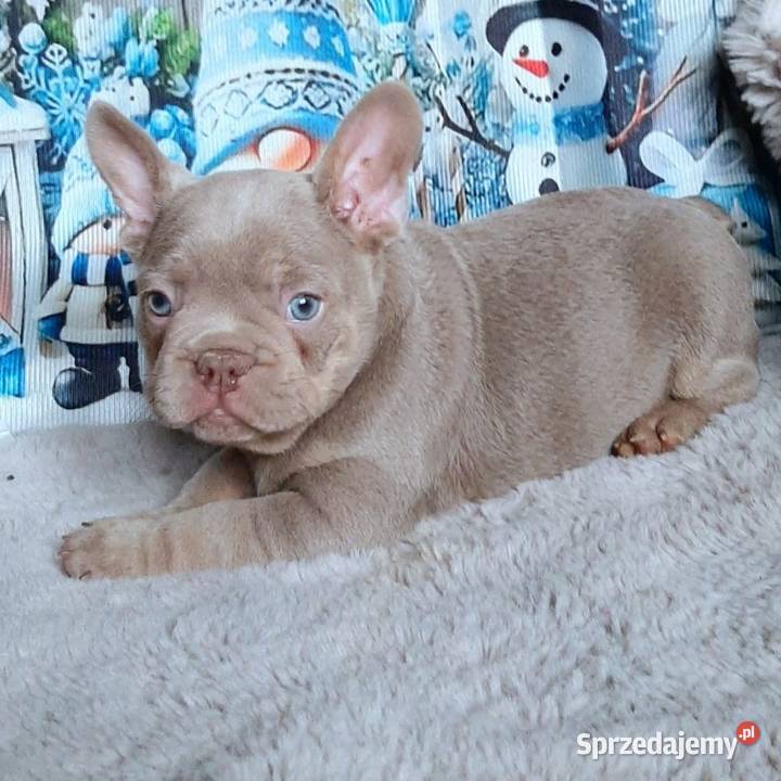 Buldog francuski pies isabella łódzkie Pabianice