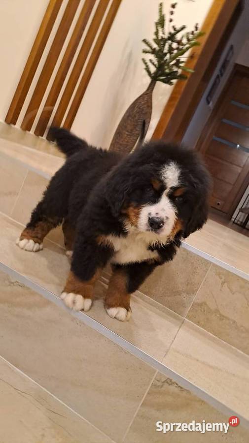 Berneński Pies Pasterski z rodowodem łódzkie Wieluń