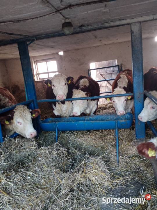 Sprzedam jałówki cielne hereford sprzedam
